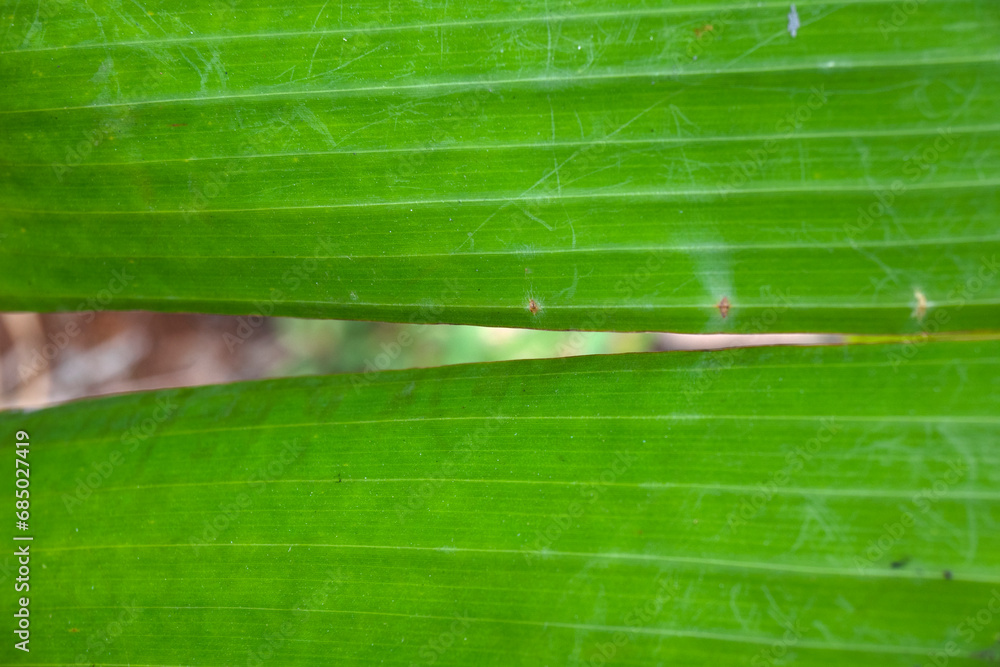 Poster green leaf texture