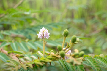 Closeup view of a flower with green leaves