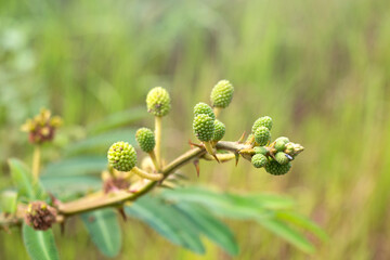 Closeup view of a flower with green leaves