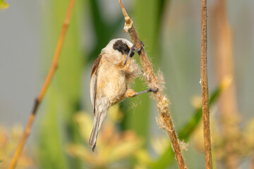 Eurasian penduline tit, European penduline tit - Remiz pendulinus collecting building material for nest. P{hoto taken in Biebrza National Park in Poland.