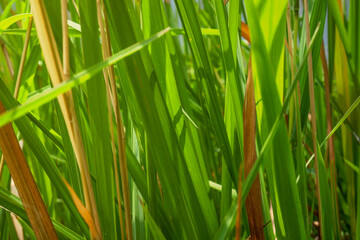 Green grass on the field