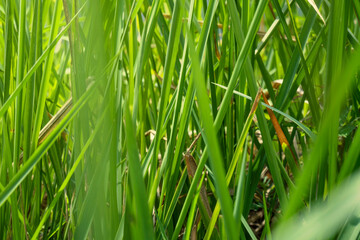 Obraz premium Green grass on the field