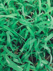 Fototapeta premium Green grass leaves background or texture
