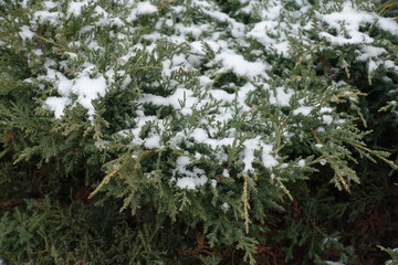 Green foliage of juniper covered with snow in mid January