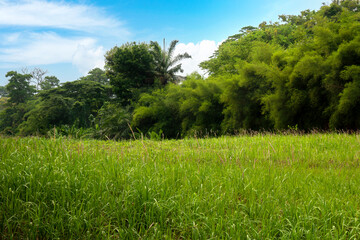 Trees on the field