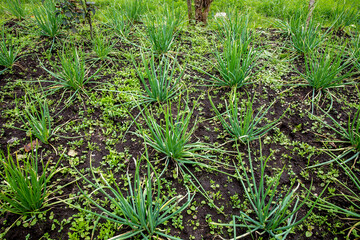 Organic farm in Carchi province, Ecuador
