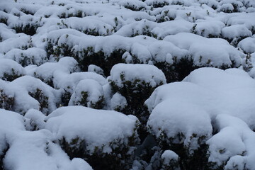 Lots of snow on common boxwood in January