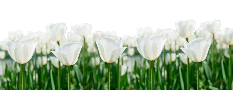 White tulip flowers with green leafy background in tulip field spring for postcard decoration and agriculture concept design. Border, png, isolated on a transparent background.