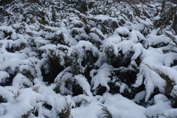 Fototapeta na wymiar A lot of snow on shrubs of savin juniper in january