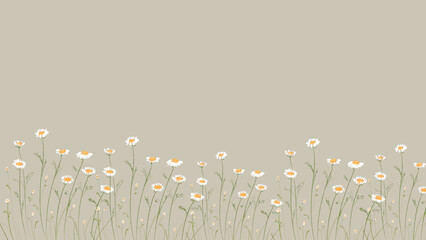 Chamomile field flowers border. Beautiful nature cute white daisy art drawing with background....