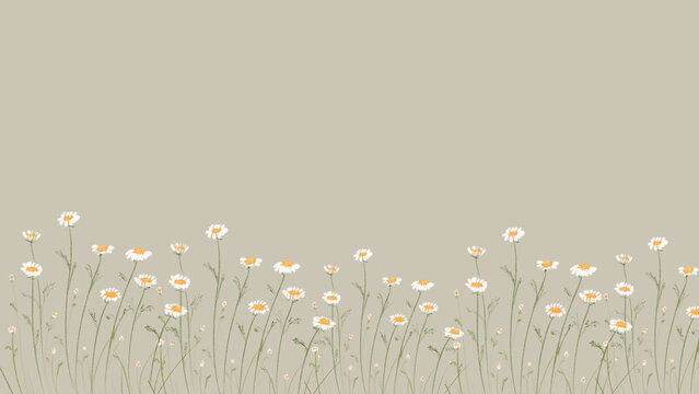 Chamomile field flowers border. Beautiful nature cute white daisy art drawing with background. Spring Daisy banner footage. Summer flowers. Beautiful meadow. Summer background, hand drawn flower. © Irin