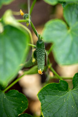 Cucumber growing in a greenhouse in Boscana, Moldova