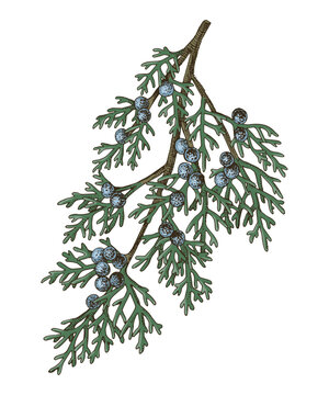 Juniperus scopulorum hand drawn tree branch
