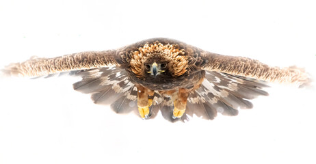 Golden eagle in flight isolated in white background