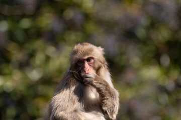 ニホンザル
