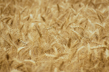 Wheat ears, field of wheat in the summer
