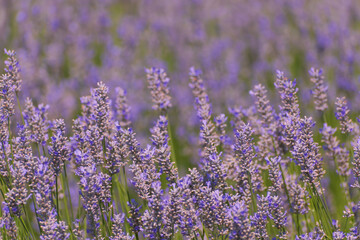 Obraz premium Lavender field in the summer