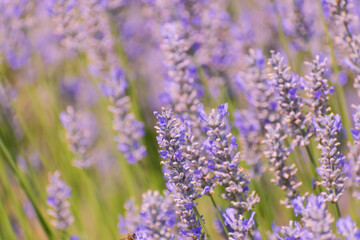 Lavender field in the summer