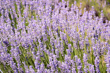 Fototapeta premium Lavender field in the summer