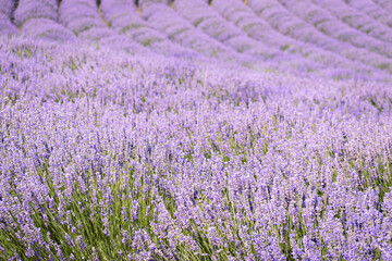 Lavender field in the summer