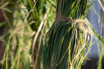 Seasonal gardening: Preparing pampas grass for the winter by bundling it up