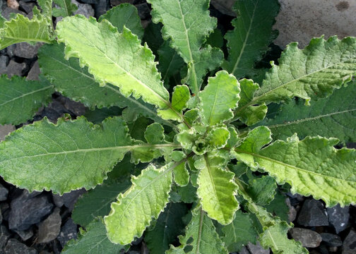 Naturally grown herbs Lactuca virosa. Sometime it is used as herbal medicine