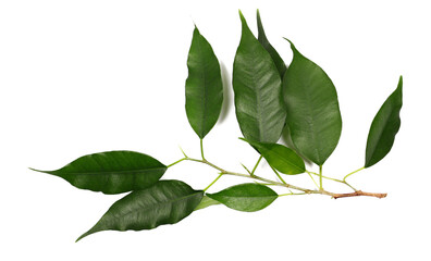 Ficus Benjamina green leaves, weeping fig twig isolated on white, top view - obrazy, fototapety, plakaty