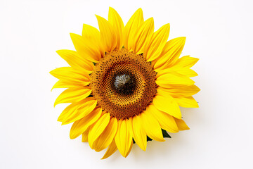 Single sunflower head on white background