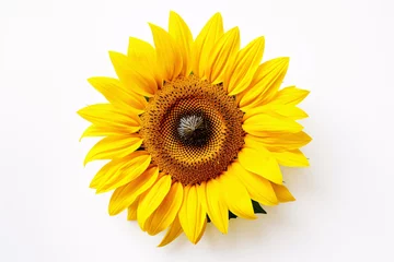 Poster Single sunflower head on white background © Firn