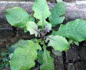 Naturally grown herbs Lactuca virosa. Sometime it is used as herbal medicine