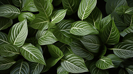 green leaves background