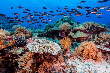 Vibrant and diverse coral reef with fish and bleaching corals
