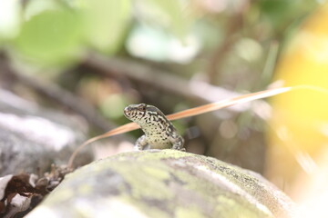 common wall lizard on a rock in the french alps