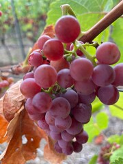 bunch of red grapes