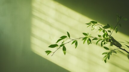 Sunlight and green branch of tree with shadow on green wall, copy space. 