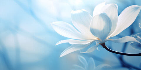 Beautiful big white magnolia with blue background,Serene Bloom: Beautiful Magnolia Flower against a Vibrant Blue Background