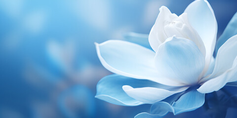 There is white flower with blue background,Pure Elegance: White Flower Blooming Against a Serene Blue Background