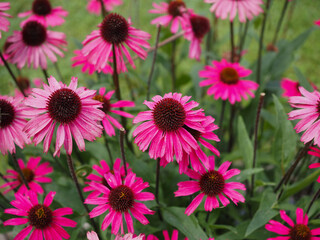 Obraz premium Gros plan d'échinacées pourpres sauvages