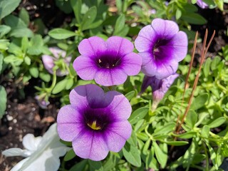 Beautiful purple flower