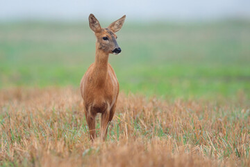 Fototapeta premium Roe-deer in a clearing in the wild