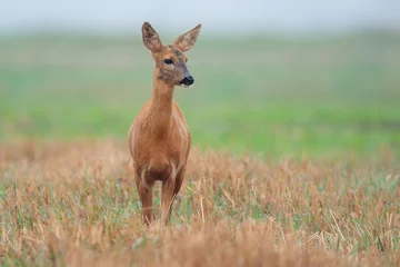 Fototapeten Roe-deer in a clearing in the wild © Janusz