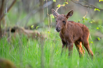 Young moose in the wild