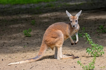 Naklejka na ściany i meble Kangaroo in a clearing