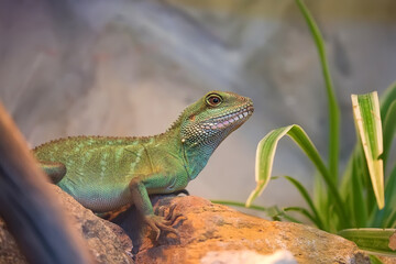 Green dragon a portrait