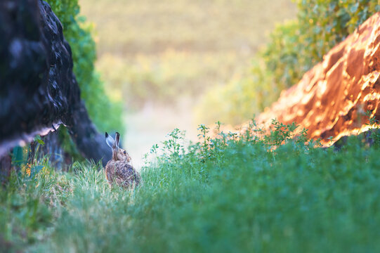 Portrait of wild european hare Lepus Europaeus on green grass with vineyards in spring druing nice sunset light