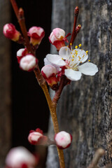 Blüte