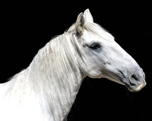 White horse profile image head only
