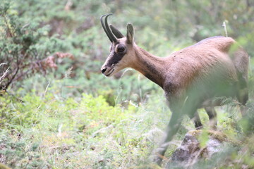 Chamois in an alpine woodland in summer