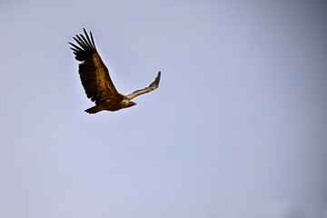 Griffon Vulture or Gyps fulvus in flight.