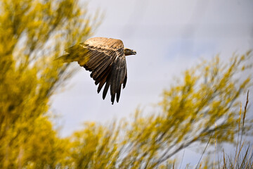 Griffon Vulture or Gyps fulvus in flight.